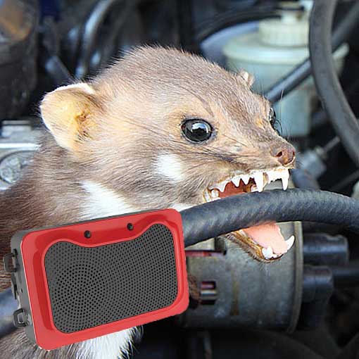 profesionalny-odpudzovac-kun